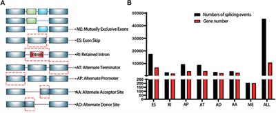 Genome-Wide Profiling of Prognostic Alternative Splicing Pattern in Pancreatic Cancer